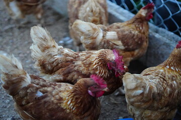 brown chicken drinking water from a feeder bucket in rural farm