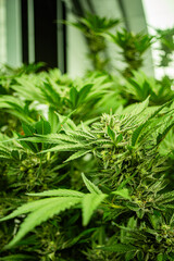 INDOOR CANNABIS PLANTS IN FULL BLOOM
