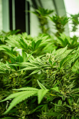 INDOOR CANNABIS PLANTS IN FULL BLOOM