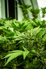 INDOOR CANNABIS PLANTS IN FULL BLOOM