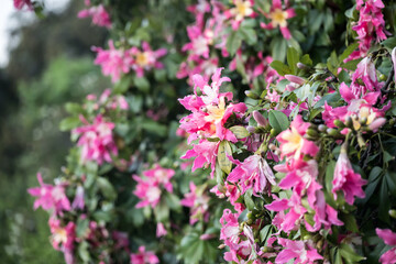 Obraz premium Beautiful Silk floss tree (ceiba speciosa) flowers.