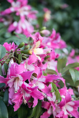 Beautiful Silk floss tree (ceiba speciosa) flowers.