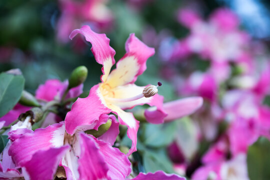 Beautiful Silk floss tree (ceiba speciosa) flowers.