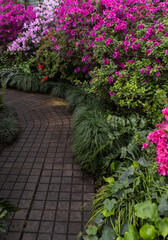 Bushes of colorful blooming azaleas in the greenhouse of the botanical garden. Spring floral background with copy space. Multi-colored azalea flowers in full bloom