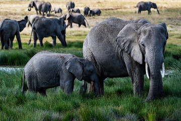 Fototapeta premium A scene in the Serengeti, where a group of elephants is grazing in a marshy area surrounded by lush greenery.