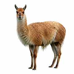 llama isolated