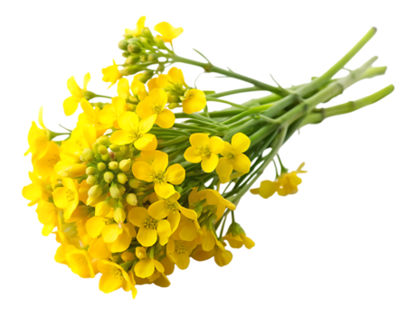 Sprig of fresh rapeseed isolated on white background.AI GENERATED