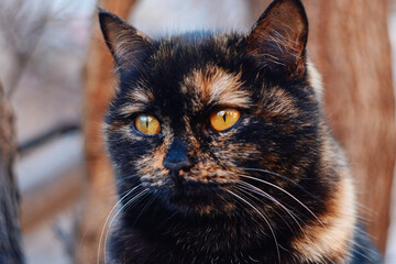 Close-up portrait of a tortoiseshell cat with yellow eyes in a natural outdoor environment. Wildlife pet photography