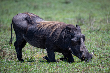 A Warthog bending down to eat. 