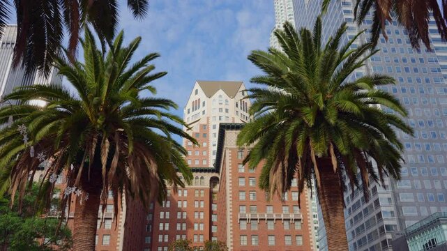 Los Angeles, California - December 4, 2024: Vibrant palm trees with a backdrop of modern and historic buildings at Pershing Square in Los Angeles.