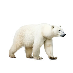 Polar Bear Walking, Majestic Arctic Wildlife