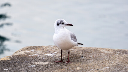 Horizontal portrair of a white and grey gull perched on a stone dock with soft ocean hues in the background