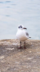 Vertical portrait of a grey-headed gull standing on a rocky pier with calm water in the background