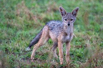 A lone Jackal in the grass in Tanzania