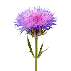 Beautiful purple flower, close up.  Floral image, nature, botany, spring, summer, bloom, blossom, vibrant color, isolated, macro, delicate, botanical, garden, flower photography