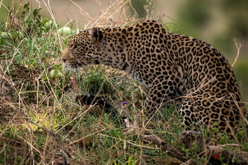 A Leopard Crouched looking at prey