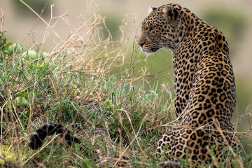 A Leopard sitting looking at prey in Tanzania 