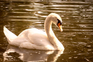 Fototapeta premium White swan swimming in the lake. Close up view. Nature Photography session at Guardamar del Segura, Alicante, Spain