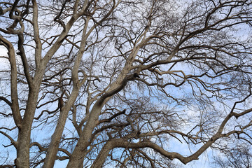 Majestic one leafless tree with gnarled branches and twisted trunk on blue sky background. nature backdrop. winter autumn fall season.