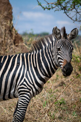 A lone Zebra in the Serengeti 