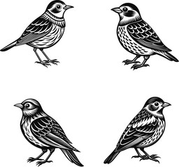  Birds Silhouette Vector Illustration.