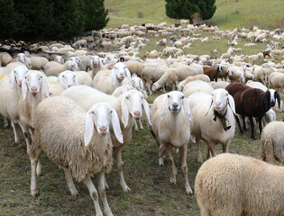 Fototapeta premium white sheep in the flock raised for the production of wool and for their milk to make the PECORINO cheese typical of Italy