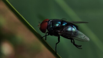 fly on leaf, Chrysomya megacephala, more commonly known as the oriental latrine fly or oriental blue fly, is a member of the family Calliphoridae, Male Bluebottle Chrysomya rufifacies.