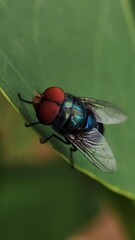 fly on leaf, Chrysomya megacephala, more commonly known as the oriental latrine fly or oriental blue fly, is a member of the family Calliphoridae, Male Bluebottle Chrysomya rufifacies.