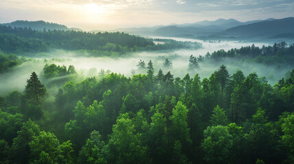 Aerial view of misty forest, drone captures green treetops shrouded in morning fog, nature landscape unfolds from above, beautiful mountain scenery with clouds, scenic woodland environment at sunrise.