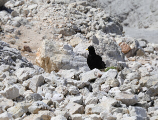 black mountain crow among the white rocks of the Dolomites in the Italian Alps during summer