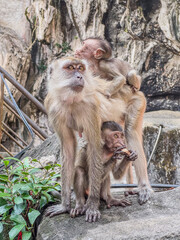 Monkey family