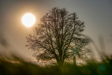 Lone tree in middle of open field
