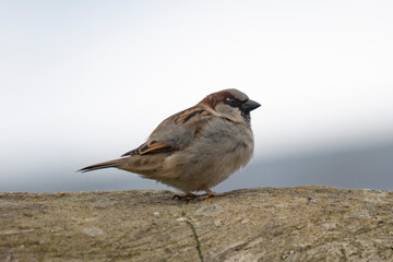 Cute and adorable House Sparrow (Passer domesticus).