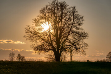 Lone tree in middle of open field