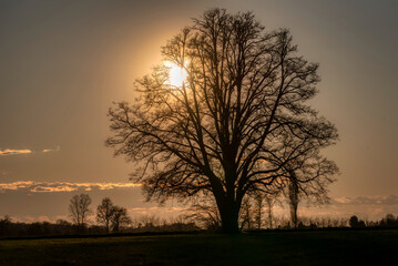 Lone tree in middle of open field