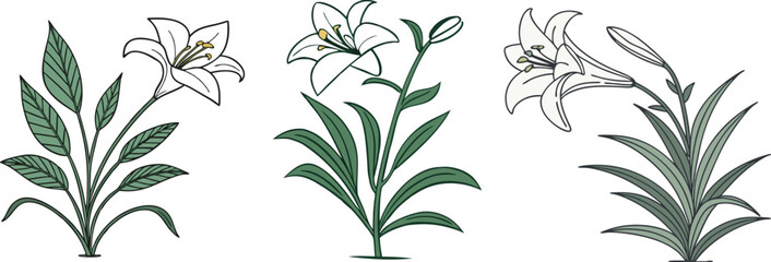 Fototapeta premium Lily flower set isolated on white, vector clipart. 
