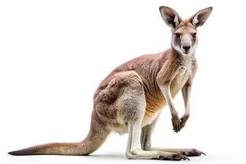 Kangaroo on white background