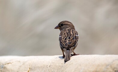 Cute and adorable House Sparrow (Passer domesticus).