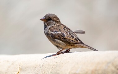 Fototapeta premium Cute and adorable House Sparrow (Passer domesticus).