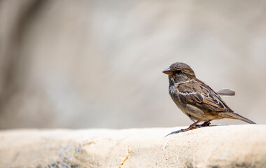 Cute and adorable House Sparrow (Passer domesticus).