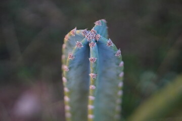 Cereus Jamacaru cactus growing in agriculture field in rural area of Thailand.