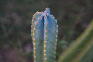 Cereus Jamacaru cactus growing in agriculture field in rural area of Thailand.