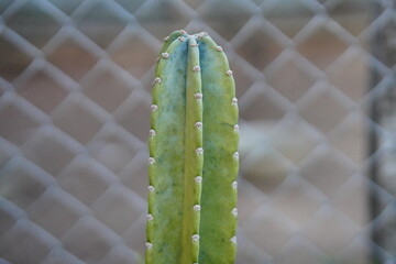 Cereus Jamacaru cactus growing in agriculture field in rural area of Thailand.