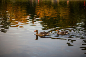 ducks on the lake in London