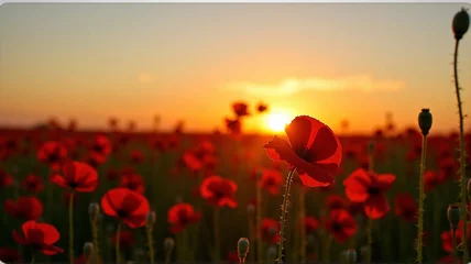 Fototapeten poppy field sunset © niji