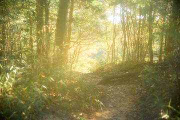 幻想的な森の風景