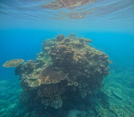 Beautiful corals