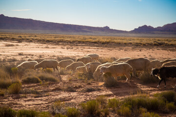 herd of sheep in Utah, desert, Arizona