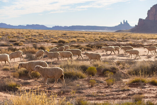 herd of sheep in Utah, desert, Arizona - Powered by Adobe