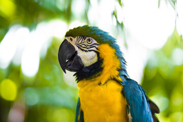 parrot portrait 